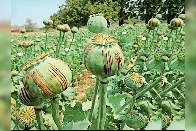 Opium Cultivation Case :  दुर्ग में अफीम की अवैध खेती का बड़ा खुलासा, भाजपा नेता समेत 8 पर आरोप तय