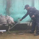 King Cobra Rescue : बाथरूम से निकला 6 फीट का किंग कोबरा, रेस्क्यू टीम ने पकड़ा