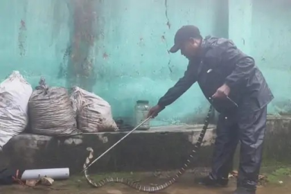 King Cobra Rescue : बाथरूम से निकला 6 फीट का किंग कोबरा, रेस्क्यू टीम ने पकड़ा