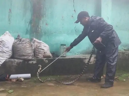 King Cobra Rescue : बाथरूम से निकला 6 फीट का किंग कोबरा, रेस्क्यू टीम ने पकड़ा