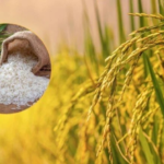 Koriya Jeeraphool Rice