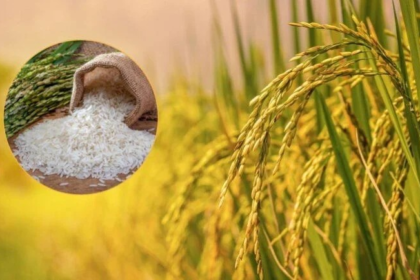 Koriya Jeeraphool Rice