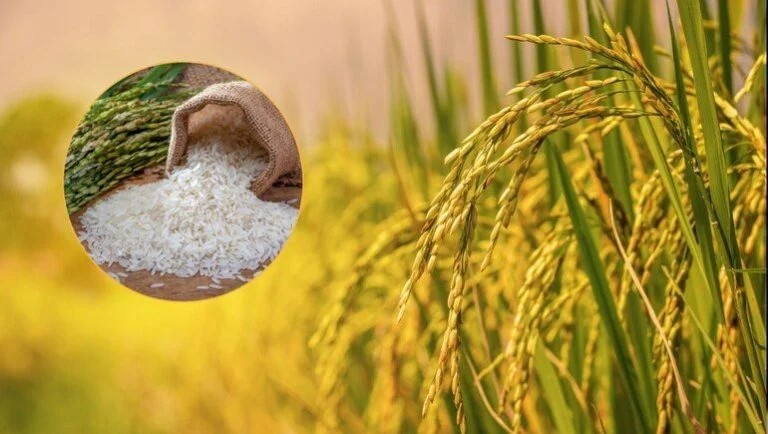 Koriya Jeeraphool Rice