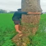 Digital Crop Survey : दुर्ग में पेड़ पर चढ़कर फसल की फोटो, नई शर्त से बढ़ी मुसीबत