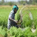 Chhattisgarh Crop Insurance