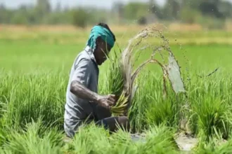 Chhattisgarh Crop Insurance