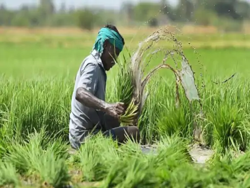 Chhattisgarh Crop Insurance