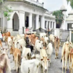 Stray Cattle