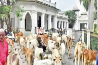 Stray Cattle
