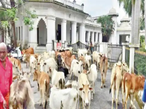 Stray Cattle