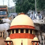 Stray Cattle Accident Compensation : आवारा पशुओं से होने वाले हादसों पर सख्त सुप्रीम कोर्ट, मुआवजा व्यवस्था बनाने का निर्देश
