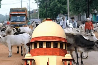 Stray Cattle Accident Compensation : आवारा पशुओं से होने वाले हादसों पर सख्त सुप्रीम कोर्ट, मुआवजा व्यवस्था बनाने का निर्देश