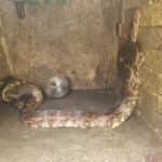 Python Rescue : फार्म हाउस में 9 फीट का अजगर, बत्तख को निगलते देख मचा हड़कंप