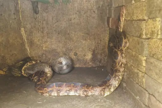 Python Rescue : फार्म हाउस में 9 फीट का अजगर, बत्तख को निगलते देख मचा हड़कंप