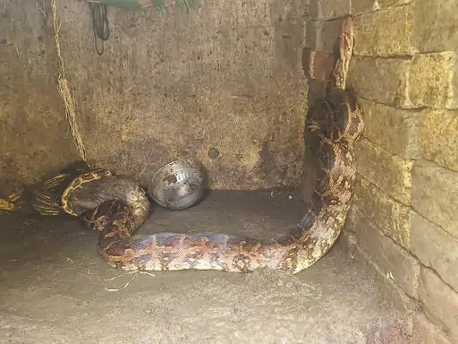 Python Rescue : फार्म हाउस में 9 फीट का अजगर, बत्तख को निगलते देख मचा हड़कंप