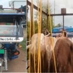 Dhamtari Cattle Smuggling