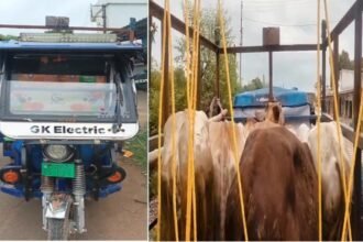 Dhamtari Cattle Smuggling