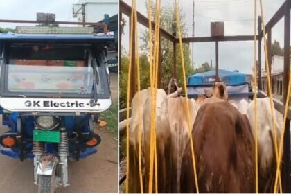 Dhamtari Cattle Smuggling