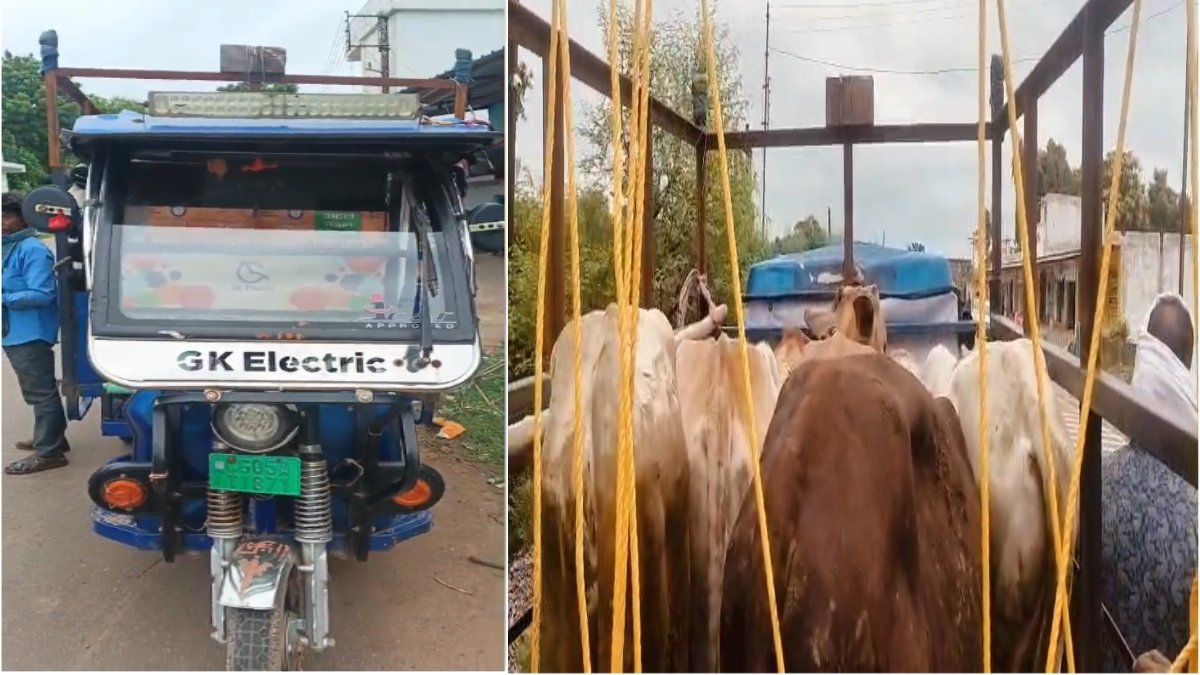 Dhamtari Cattle Smuggling