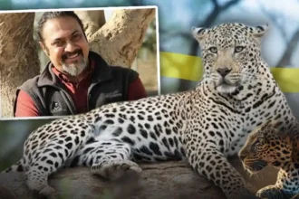Leopard Skin Seizure  : 10 तेंदुओं की खाल से हड़कंप, NGO कनेक्शन की जांच तेज