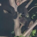 Kanker Bear Sighting : हाउसिंग बोर्ड कॉलोनी में पेड़ पर आराम करता दिखा भालू