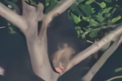 Kanker Bear Sighting : हाउसिंग बोर्ड कॉलोनी में पेड़ पर आराम करता दिखा भालू