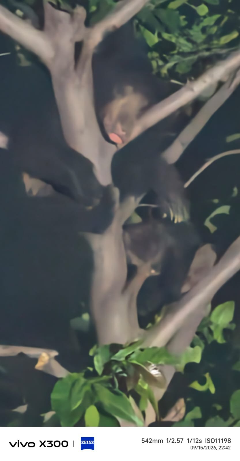 Kanker Bear Sighting : हाउसिंग बोर्ड कॉलोनी में पेड़ पर आराम करता दिखा भालू
