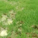 Raigarh Elephant Terror