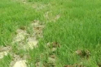 Raigarh Elephant Terror
