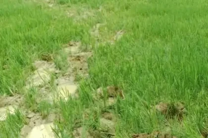 Raigarh Elephant Terror