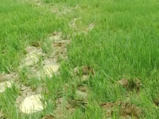 Raigarh Elephant Terror