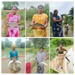 Farm Pond Dhamtari : जहां बारिश का पानी बह जाता था, अब वहीं कमाई