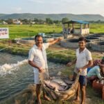 Fish Farming Business  : धान की खेती के साथ मछली पालन से बढ़ी किसानों की आमदनी 
