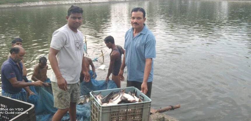 Fish Farming Success : 0.40 हेक्टेयर के तालाब में सालाना 250 क्विंटल मछली का उत्पादन, कमाई लाखों में