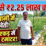Drip Irrigation Farming : कम पानी में खीरे की खेती से 2.25 लाख कमाए, अब 4 एकड़ में ग्राफ्टेड टमाटर की तैयारी