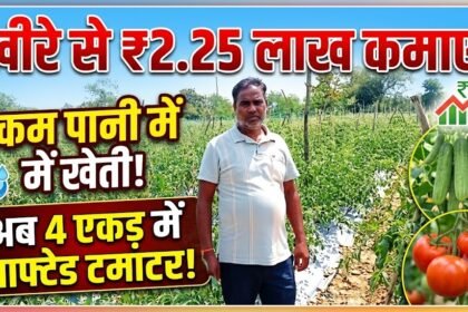 Drip Irrigation Farming : कम पानी में खीरे की खेती से 2.25 लाख कमाए, अब 4 एकड़ में ग्राफ्टेड टमाटर की तैयारी
