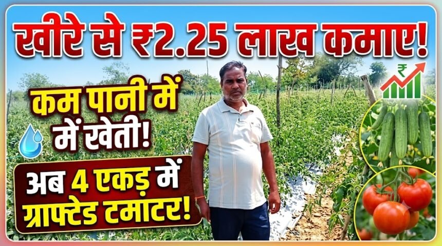 Drip Irrigation Farming : कम पानी में खीरे की खेती से 2.25 लाख कमाए, अब 4 एकड़ में ग्राफ्टेड टमाटर की तैयारी