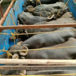 Cattle Transport Case