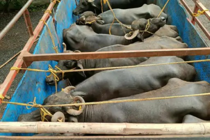 Cattle Transport Case