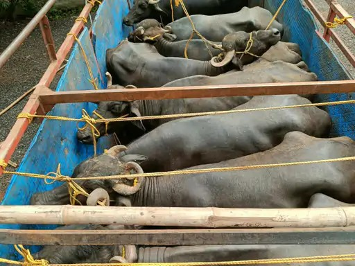 Cattle Transport Case