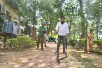 Korba King Cobra Rescue : रिसार्ट के बिजली बोर्ड में कुंडली मारकर बैठा था 8 फीट का किंग कोबरा