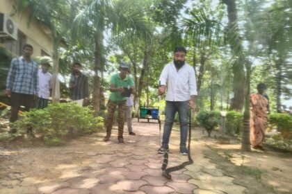 Korba King Cobra Rescue : रिसार्ट के बिजली बोर्ड में कुंडली मारकर बैठा था 8 फीट का किंग कोबरा