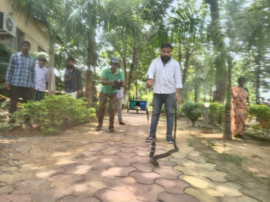 Korba King Cobra Rescue : रिसार्ट के बिजली बोर्ड में कुंडली मारकर बैठा था 8 फीट का किंग कोबरा