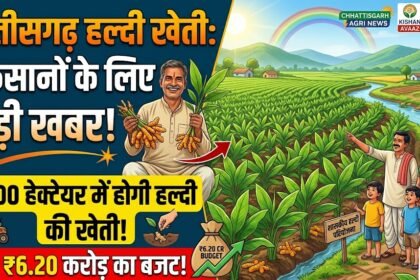 Haldi Ki Kheti Chhattisgarh : किसानों के लिए बड़ी खबर, 1300 हेक्टेयर में होगी हल्दी की खेती; 6.20 करोड़ का बजट