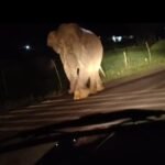Elephant On Highway : हाईवे पर आधे घंटे डटा लोनर हाथी, दोनों ओर लगी वाहनों की कतार