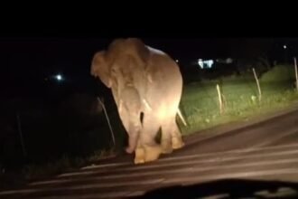 Elephant On Highway : हाईवे पर आधे घंटे डटा लोनर हाथी, दोनों ओर लगी वाहनों की कतार