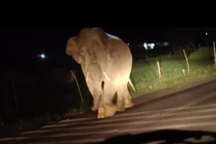 Elephant On Highway : हाईवे पर आधे घंटे डटा लोनर हाथी, दोनों ओर लगी वाहनों की कतार