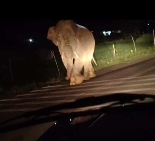 Elephant On Highway : हाईवे पर आधे घंटे डटा लोनर हाथी, दोनों ओर लगी वाहनों की कतार