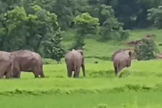 Elephant Terror Korba