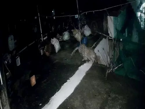Kanker Leopard Attack : रिहायशी इलाके में घुसा तेंदुआ, कुत्ते का किया शिकार, CCTV में कैद